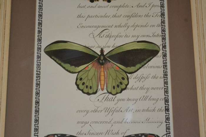 Large Vintage Stle Butterfly Print - Framed behind Glass