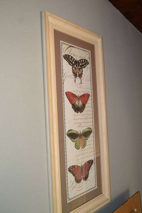 Large Vintage Stle Butterfly Print - Framed behind Glass