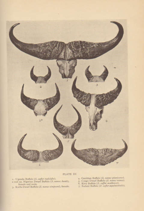 `THE GAME ANIMALS OF AFRICA` BY R LYDEKKER, 1932
