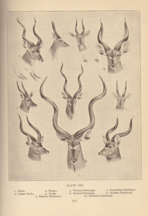 `THE GAME ANIMALS OF AFRICA` BY R LYDEKKER, 1932
