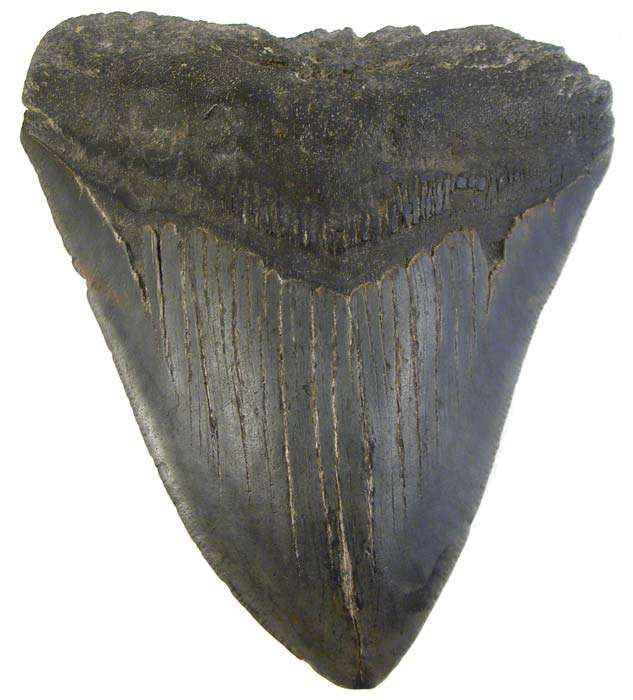 Huge 10.9cm Genuine MEGALODON Shark Tooth Fossil - 18 Million Year Old Genuine Fossil