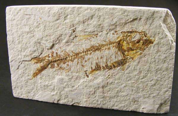 Authentic Eocene Epoch Knightia Eocaena Fish Fossil - Authentic 50 Million year old Ancient Fish
