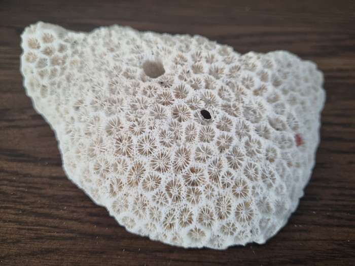 Fossil Large Genuine Old Sea Coral