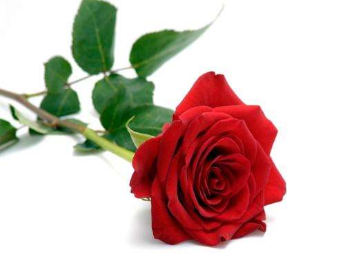 Red Rose Seeds (15 seeds)