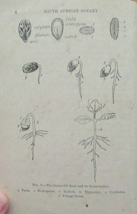 South African Botany