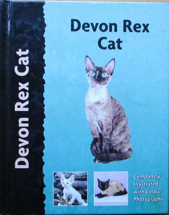 Devon Rex Cat