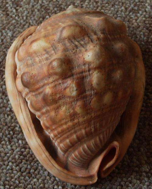 A BEAUTIFUL HUGE NATURAL SEASHELL - Expectional - You just don't see these anymore !!