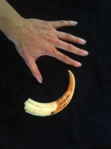 +- 23 cm Warthog Tusk