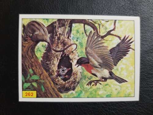 Figurine Panini Birds Sticker #262 (1979)