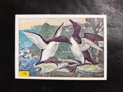 Figurine Panini Birds Sticker #176 (1979)