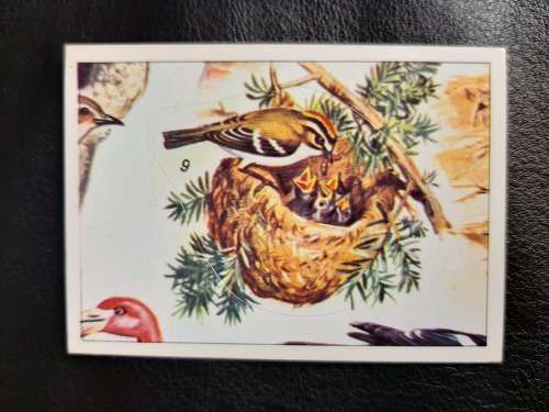 Figurine Panini Birds Sticker #145 (1979)
