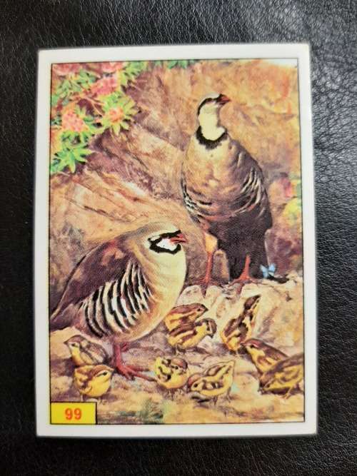 Figurine Panini Birds Sticker #99 (1979)