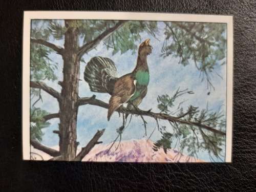 Figurine Panini Birds Sticker #95 (1979)