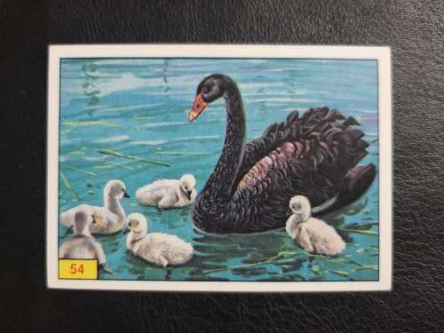 Figurine Panini Birds Sticker #54 (1979)