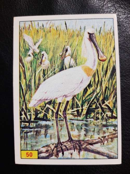 Figurine Panini Birds Sticker #50 (1979)