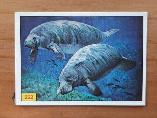 Figurine Panini Mammals Sticker #222 (1978)