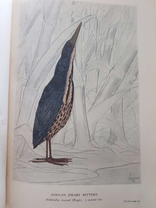 BIRDS  The Birds of Southern Rhodesia