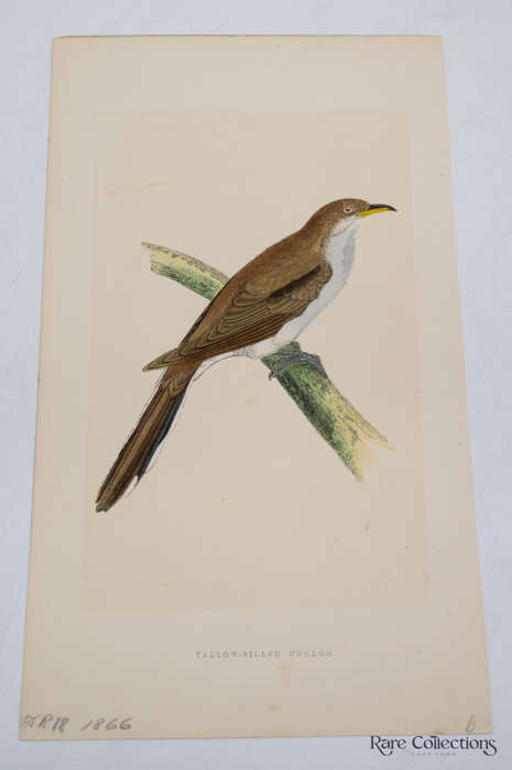 Antique Bird Print Yellow-Billed Cuckoo