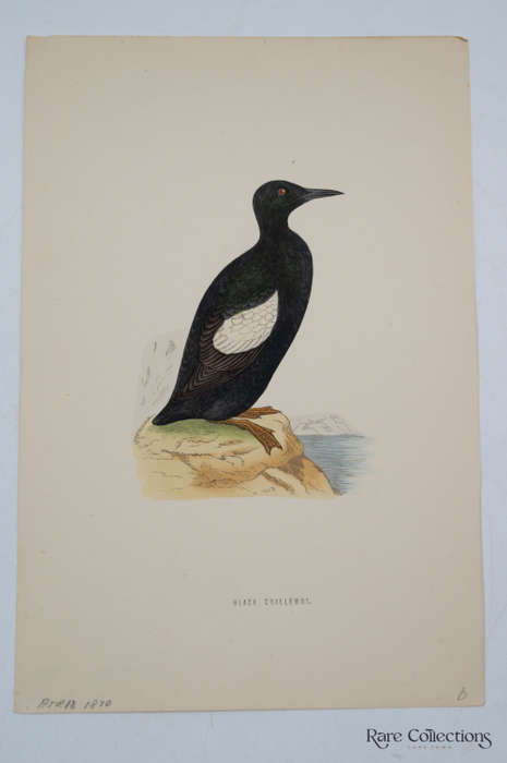 Antique Bird Print Black Chillemot