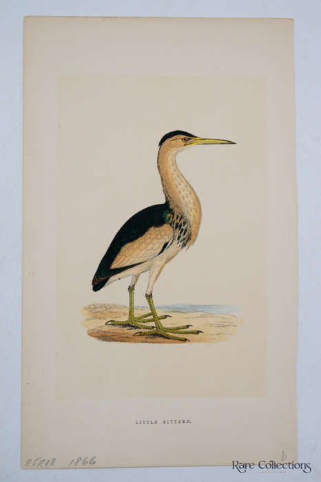 Antique Bird Print Little Bittern