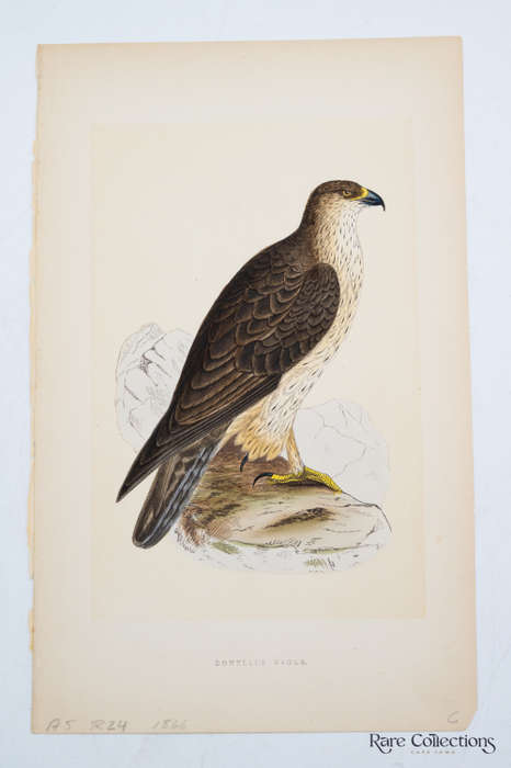 Antique Bird Print Bonelli`s Eagle