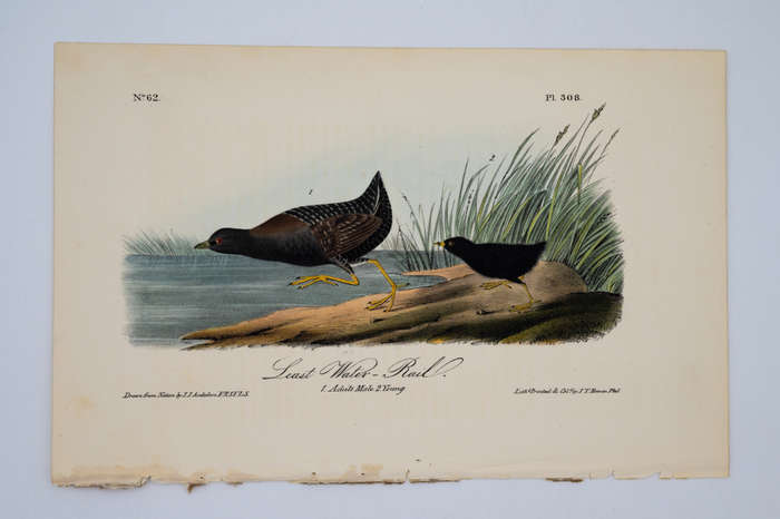 Least Water Rail Plate 308 by John James Audubon