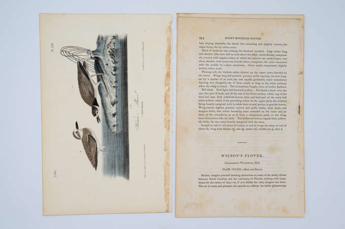 Wilson`s Plover Plate 319 by John James Audubon