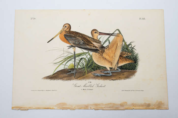 Great Marbled Godwit Plate 348 by John James Audubon