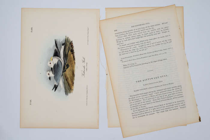 Kittiwake Gull Plate 444 by John James Audubon