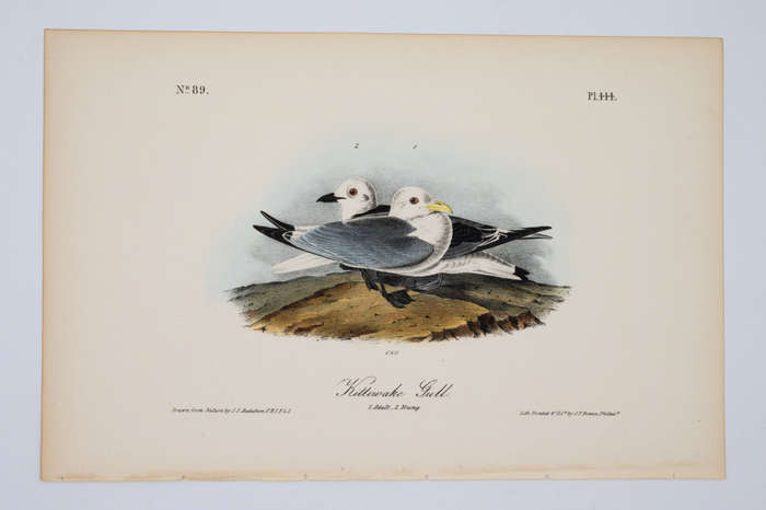 Kittiwake Gull Plate 444 by John James Audubon