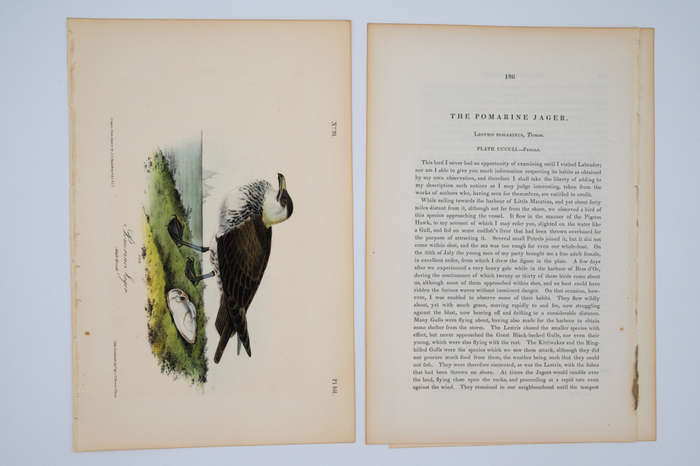 Pomerine Jager Plate 451 by John James Audubon