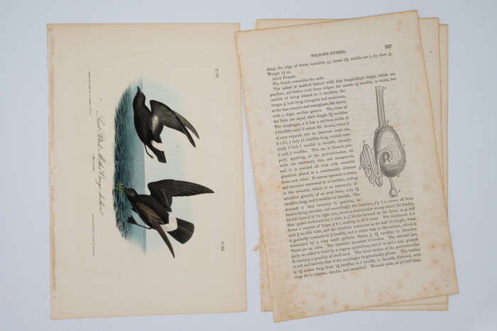 Least Petrel Mother Carey`s Chicken Plate 461 by John James Audubon