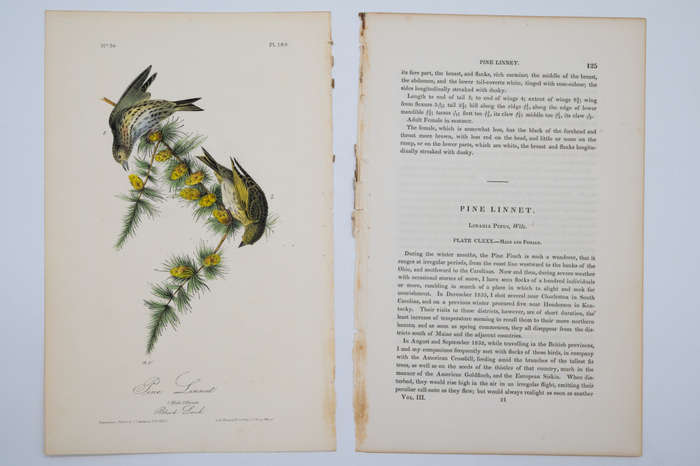 Pine Linnet - Plate 180 by John James Audubon