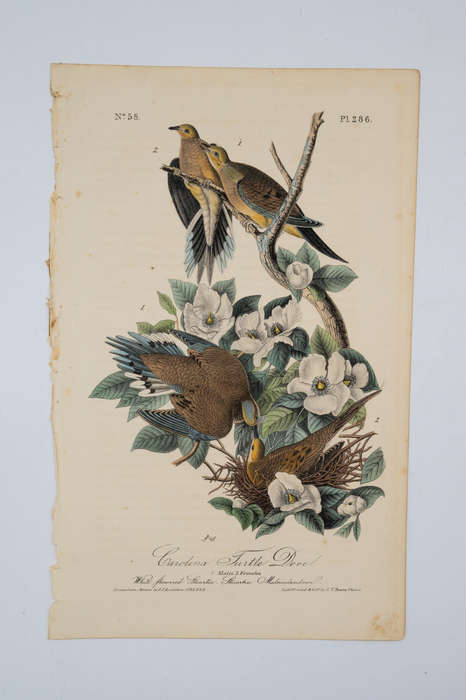 Carolina Turtle Dove - Plate 286 by John James Audubon