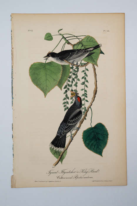 Tyrant Flycatcher - Plate 56 by John James Audubon