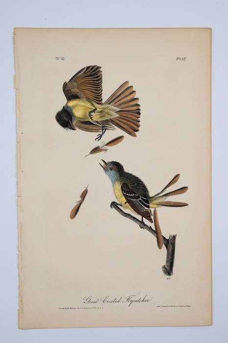 Great Crested Flycatcher Plate 57 by John James Audubon