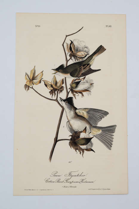 Pewee Flycatcher by John James Audubon