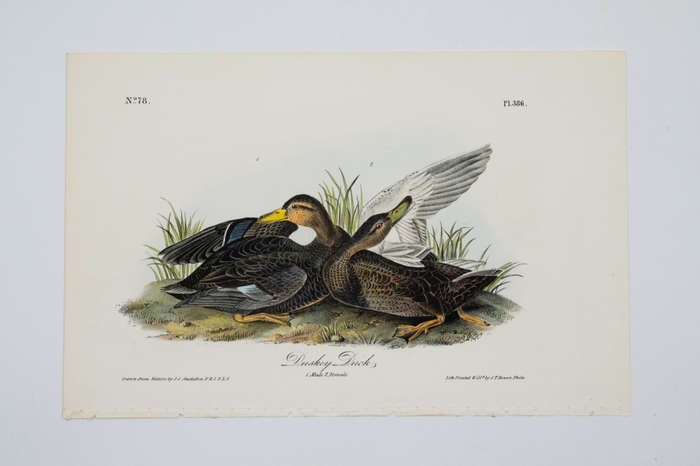 Dusky Duck - Plate 386 by John James Audubon