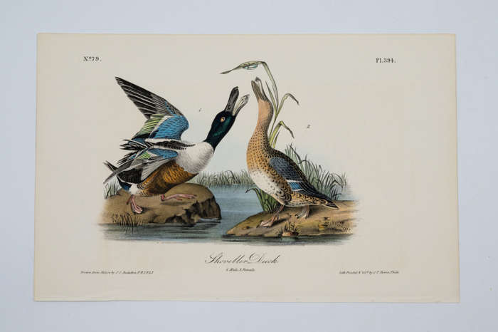 Shoveller Duck - Plate 394 by John James Audubon