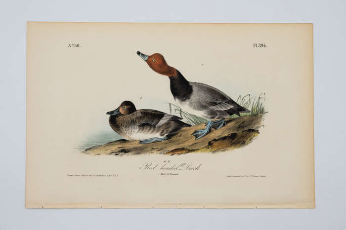 Red Headed Duck Plate 396 by John James Audubon