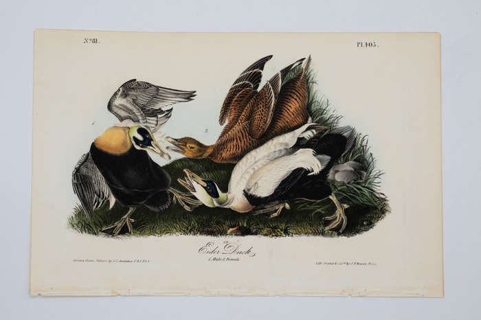 Eider Duck - Plate 405 by John James Audubon