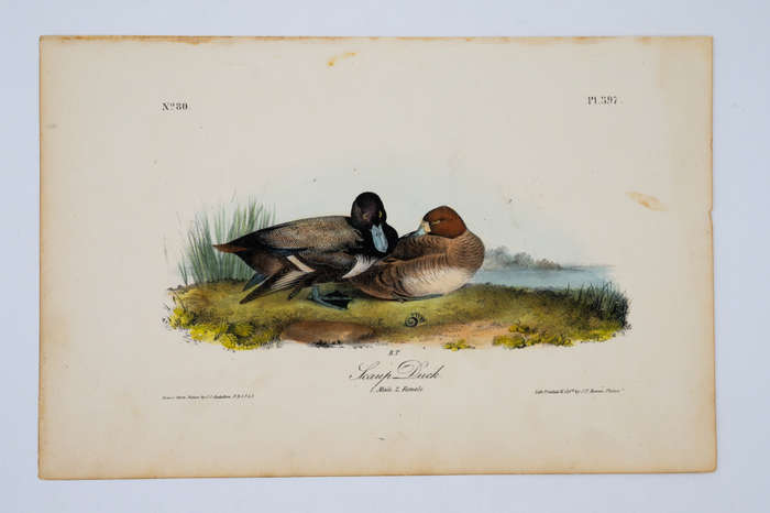 Scaup Duck Plate 397 by John James Audubon
