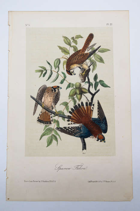 Sparrow Falcon Plate 22  by John James Audubon