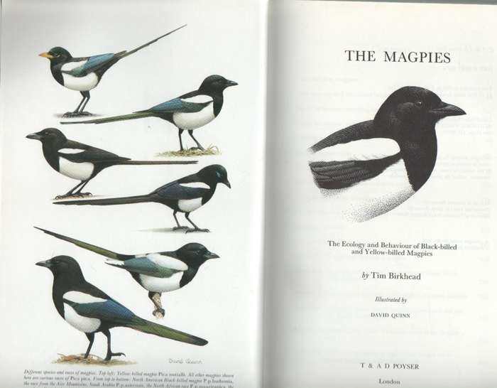 THE MAGPIES - T R BIRKHEAD (1 ST PUBLISHED 1991)