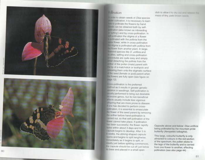 GROW DISAS - HILDEGARD CROUS AND GRAHAM DUNCAN (2006)