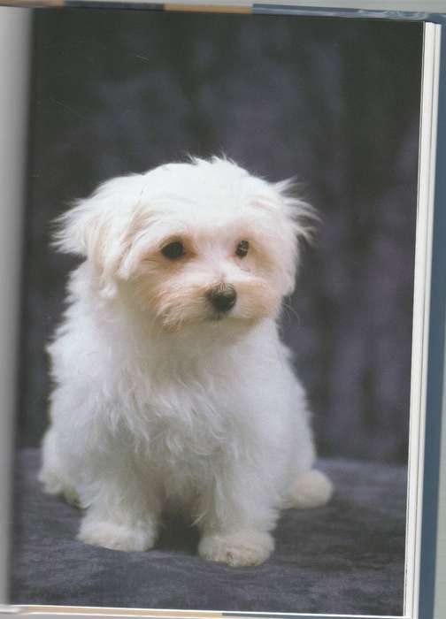 THE MALTESE - DIANA VAN HOUTEN (2006)