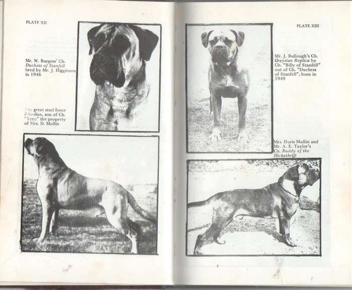 THE BULLMASTIFF, A HANDBOOK - CLIFFORD L B HUBBARD (REPRINT 1988)