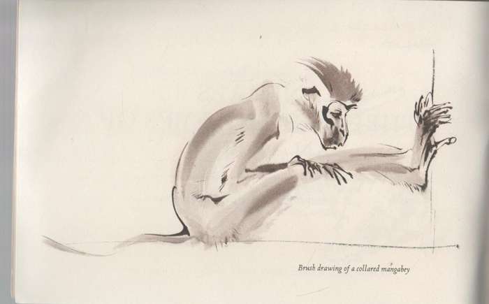 ANIMALS THROUGH THE EYES OF AN ARTIST , A SKETCHBOOK BY RALPH THOMPSON (1970)