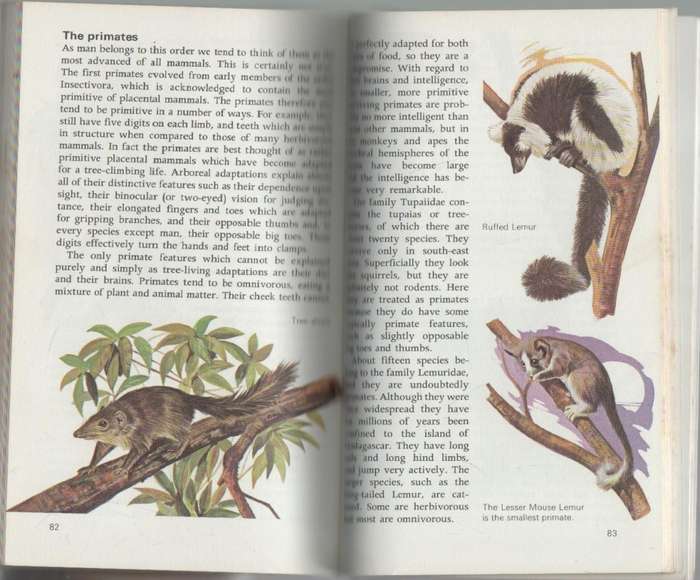 MAMMALS OF THE WORLD - MICHAEL BOORER (HAMLYM ALL COLOUR BOOKS 1970)