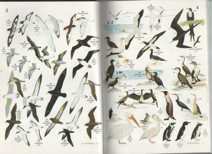 ROBERTS' BIRDS OF SOUTHERN AFRICA - GORDON LINDSAY MACLEAN (SIXTH EDITION 1993)